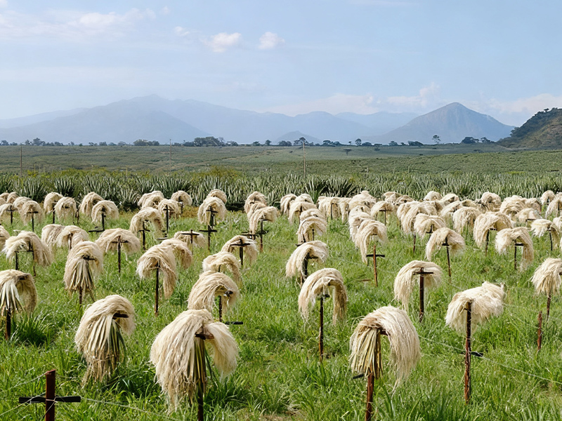 Sisal High-Yield Growing Tips4