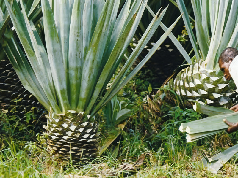 Sisal High-Yield Growing Tips5