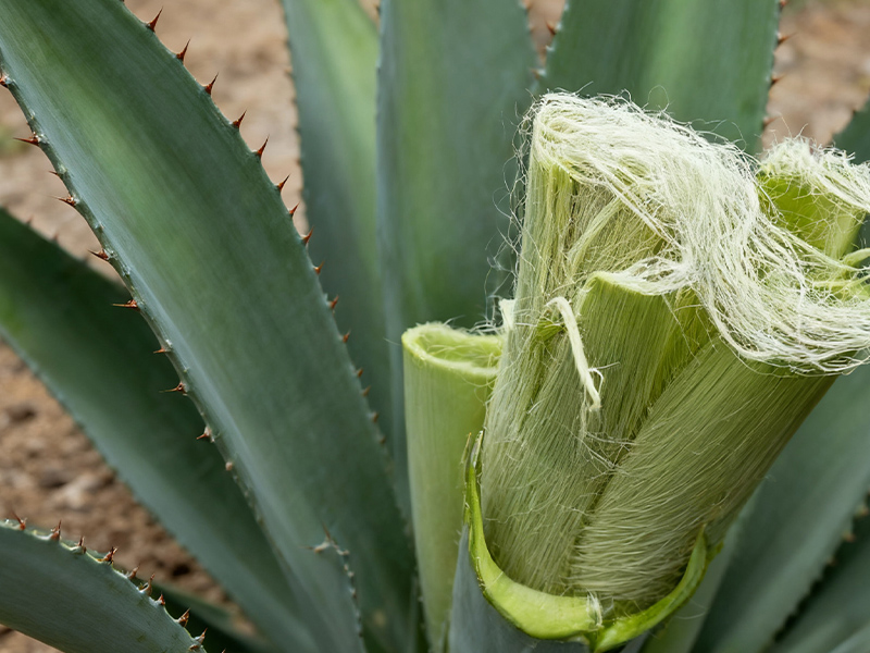 Sisal High-Yield Growing Tips6