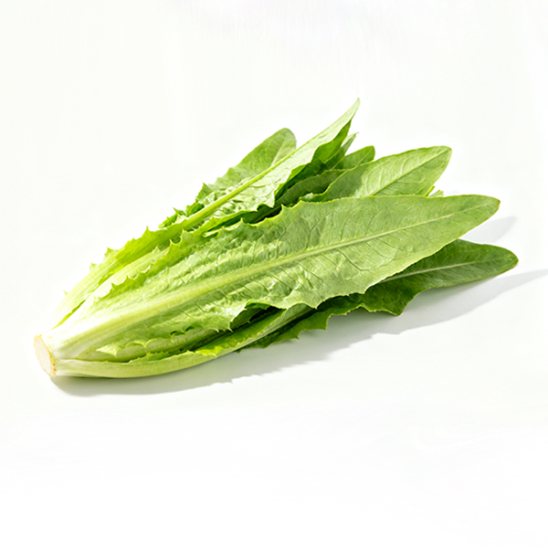 Lettuce7