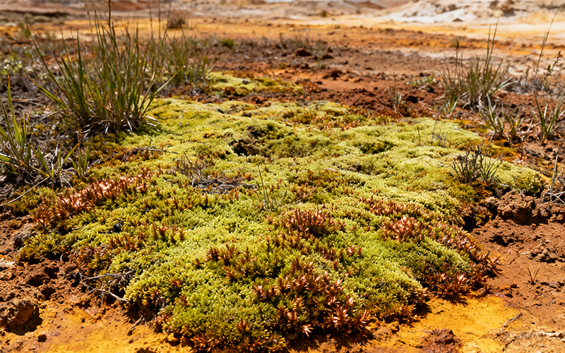 soil acidification1