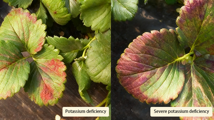 Potassium deficiency in plants