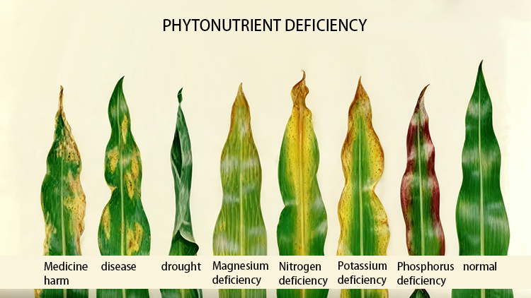PHYTONUTRIENT DEFICIENCY