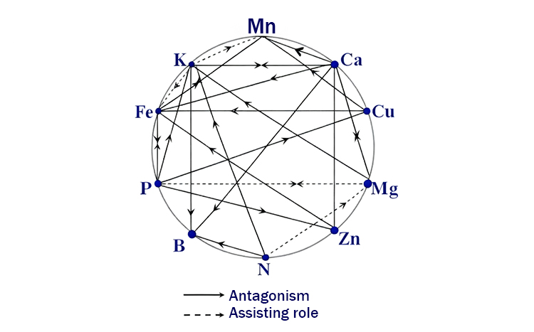 Antagonistic and auxiliary effects of elements