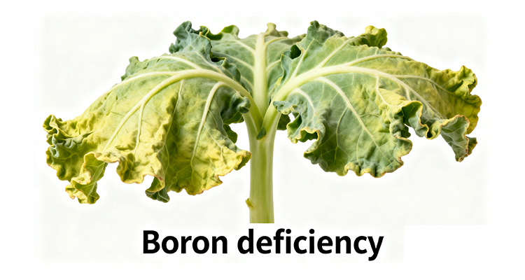 Boron deficiency
