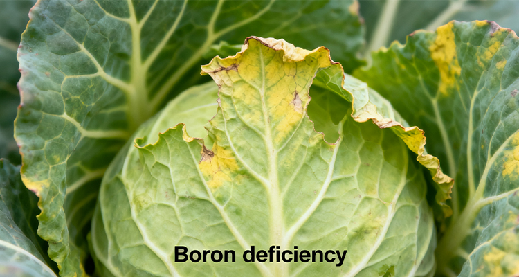 Boron deficiency