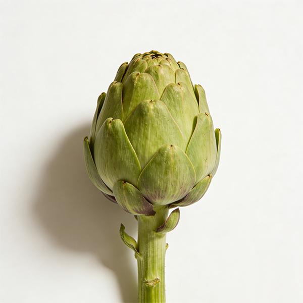 Artichoke 8