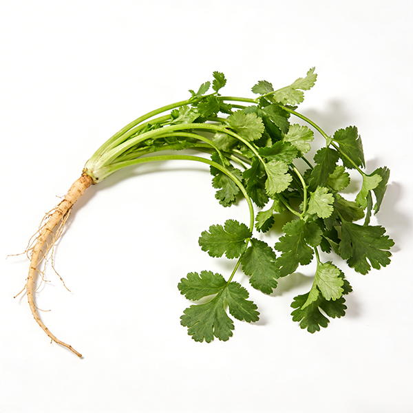 Coriander8