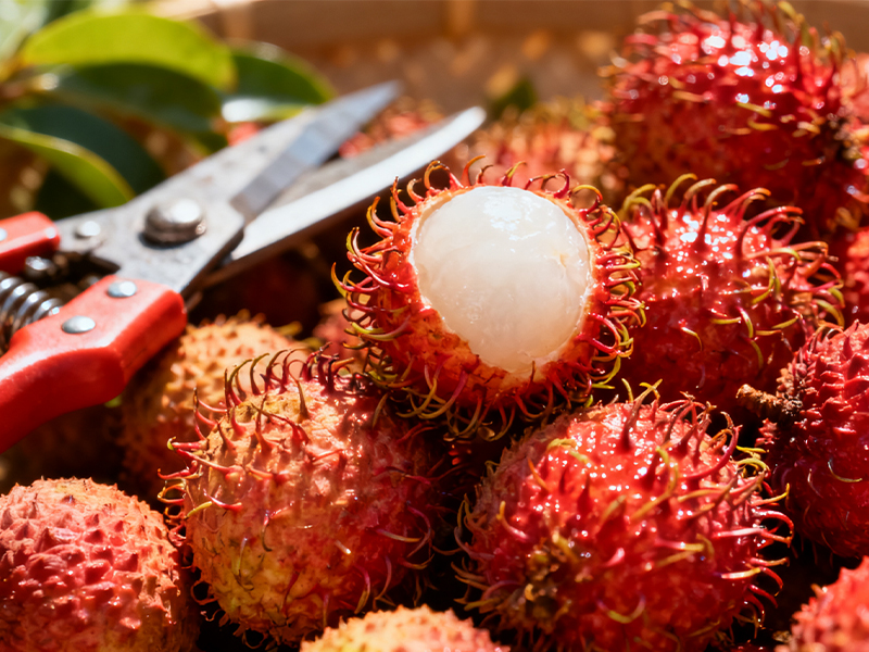 Rambutan6
