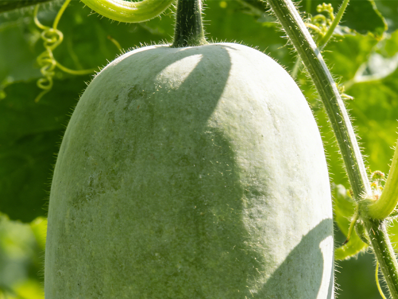 Winter melon 6