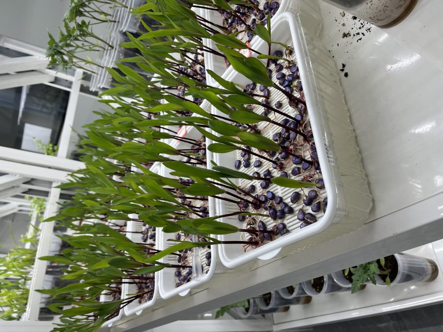 NPK ratio balanced hydroponic feeding greenhouse